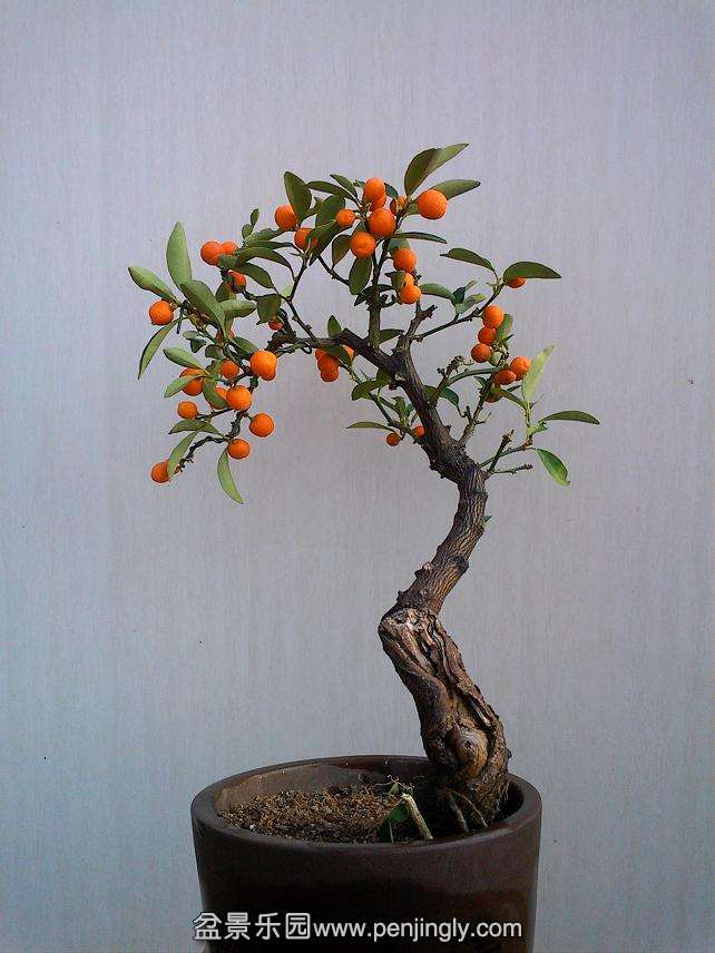 IMG0119161000.jpg