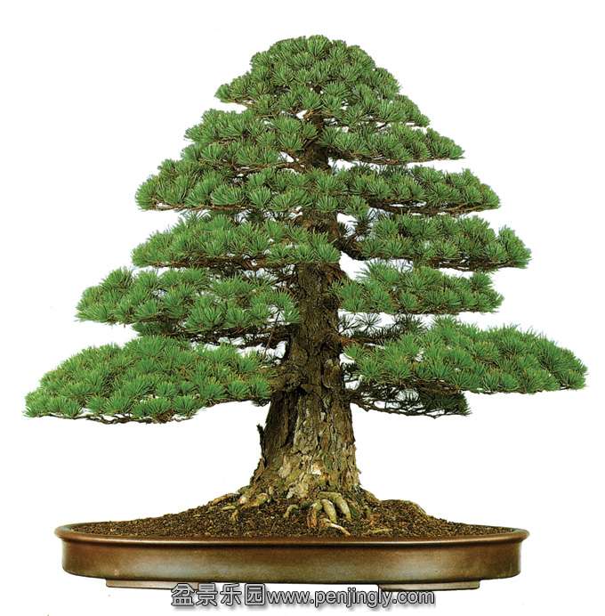 pineformal.jpg