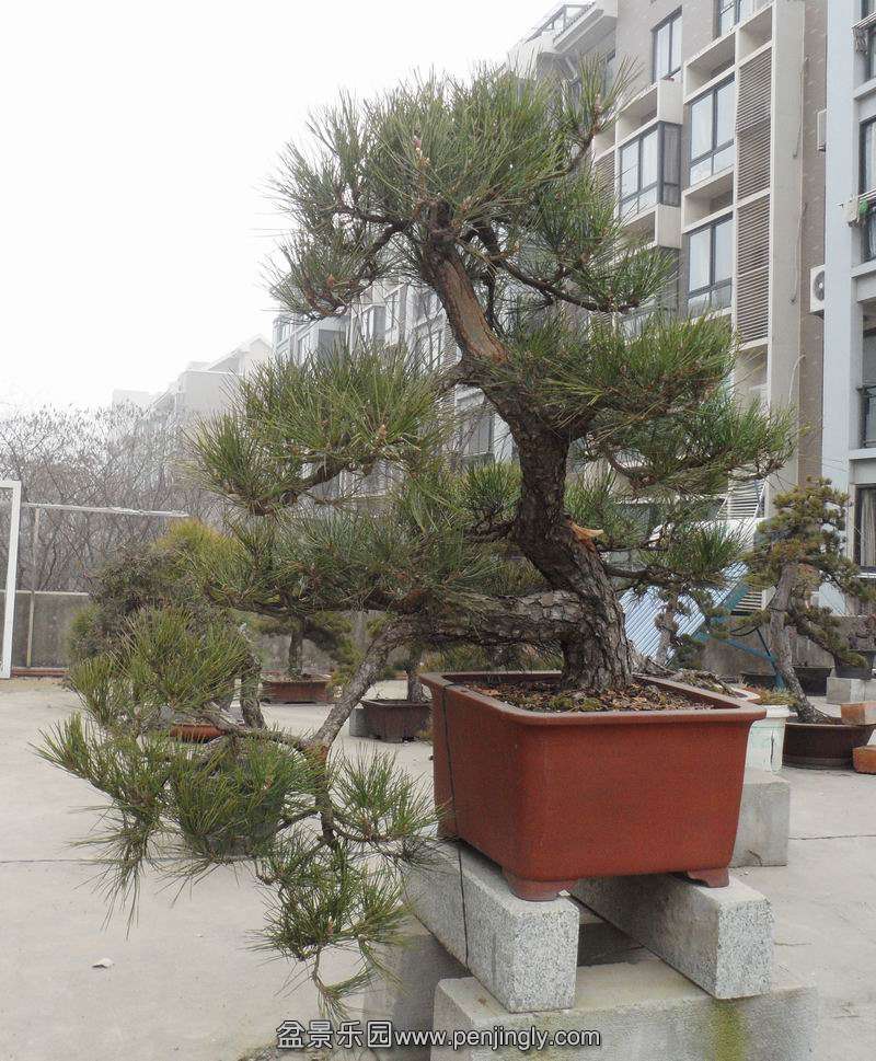 SAM_09050.jpg