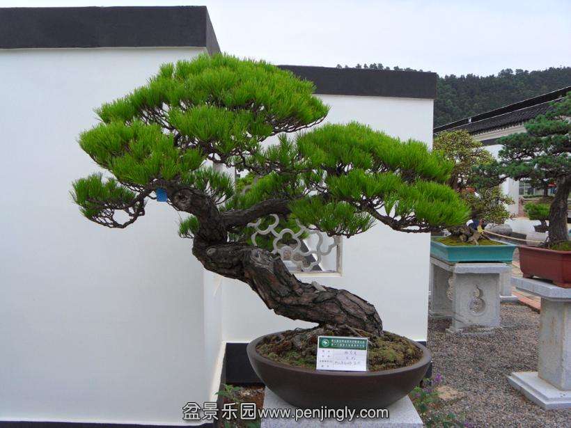 SDC12950.JPG