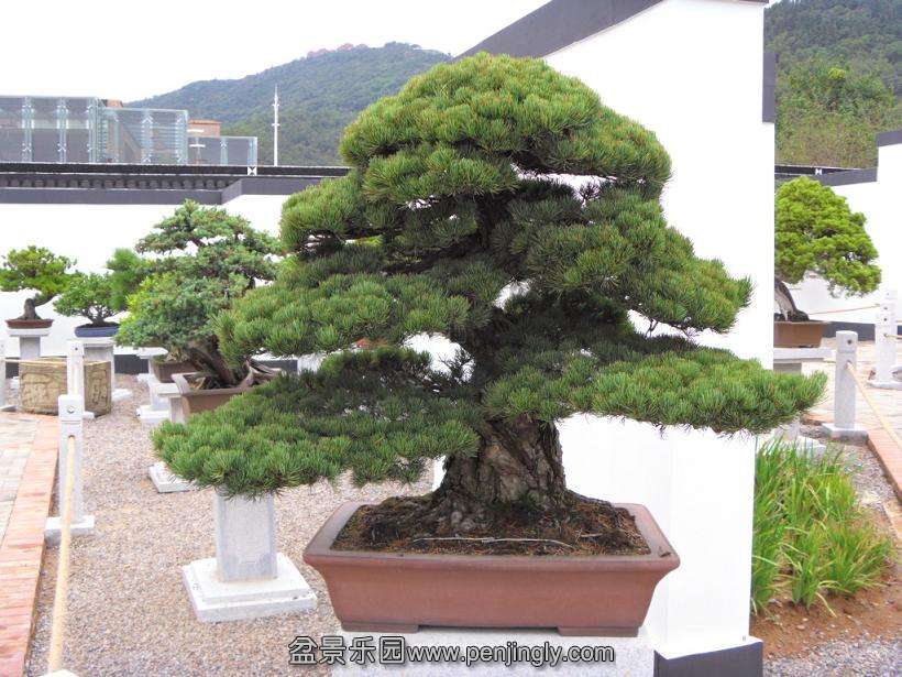 SDC12956.JPG