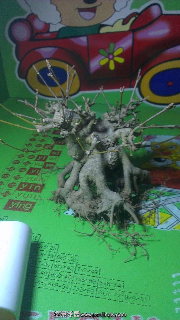 IMAG0145.jpg