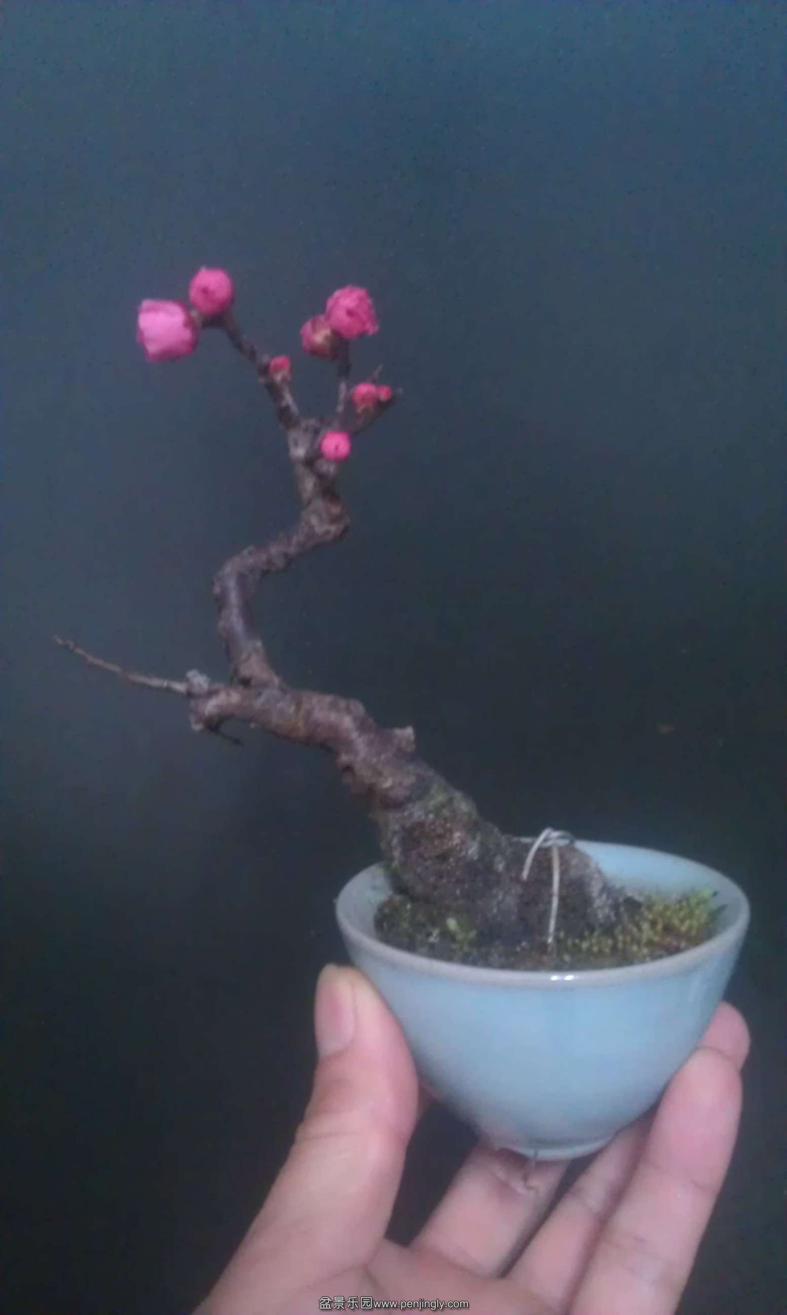 IMAG0939.jpg