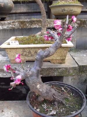 DSCF3127_С.jpg
