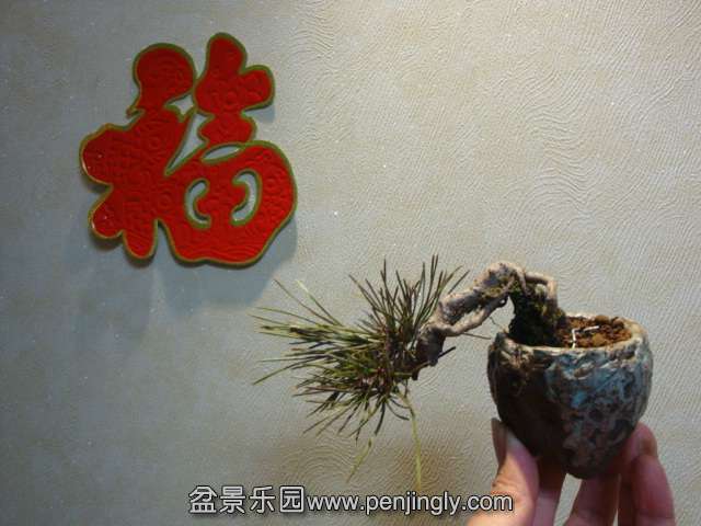 DSC06905.JPG