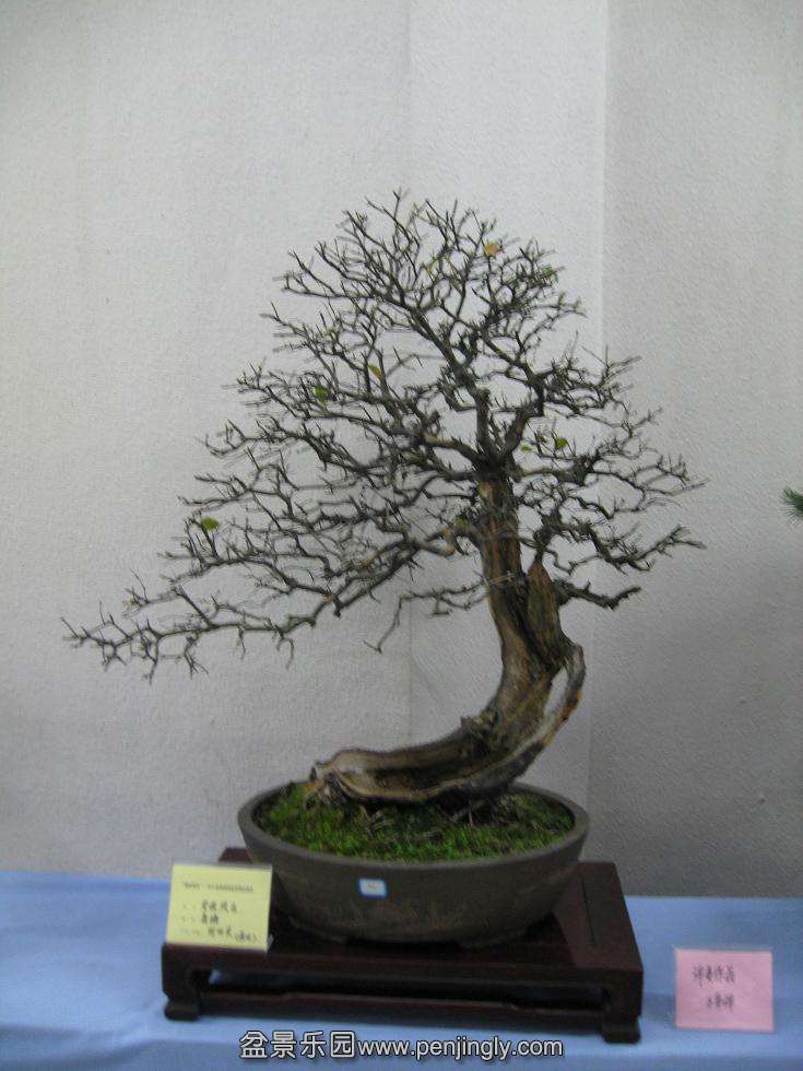Ƭ 16627.jpg