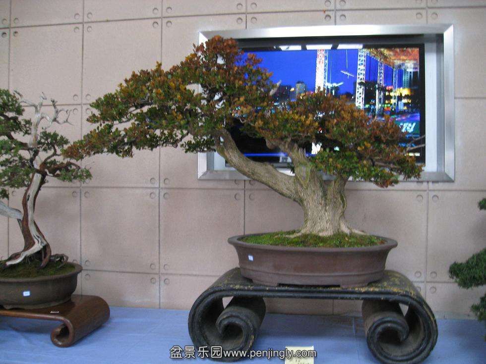 Ƭ 16612.jpg