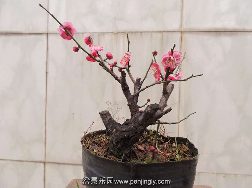 DSCN3736_.jpg