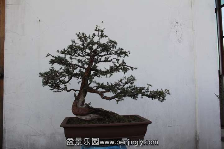 IMG_2992.JPG