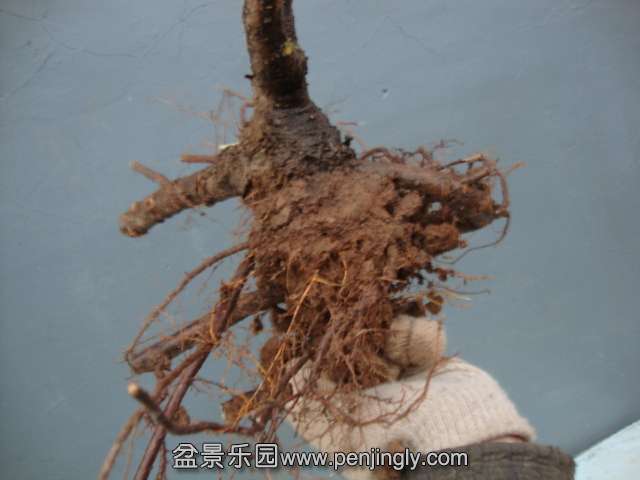 DSC03080.JPG