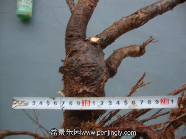 DSC03084.JPG
