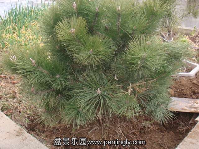 DSC09226.JPG