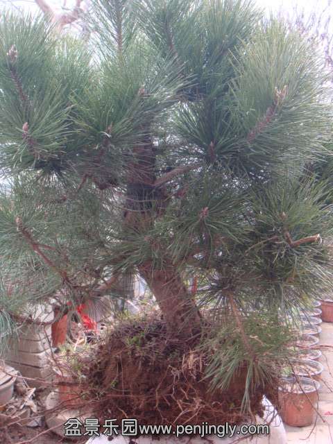 DSC09227.JPG