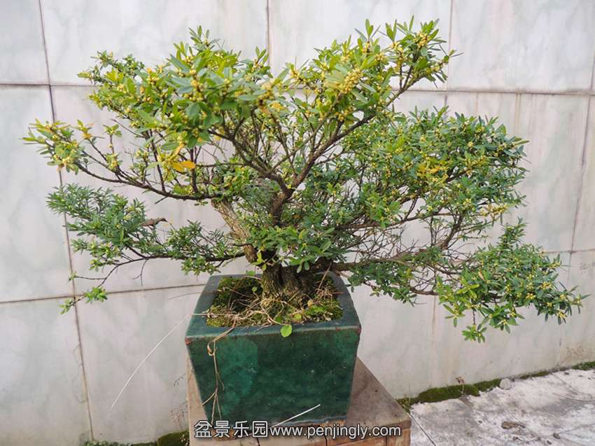 DSCN3990_.jpg