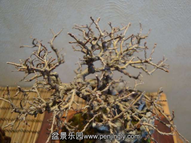 DSC07010.JPG