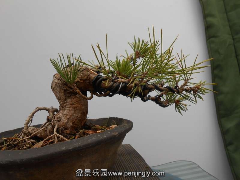 DSCN0778 (800x600).jpg