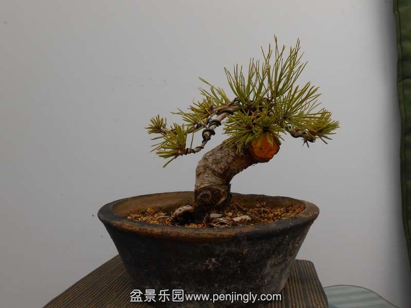 DSCN0782 (800x600).jpg