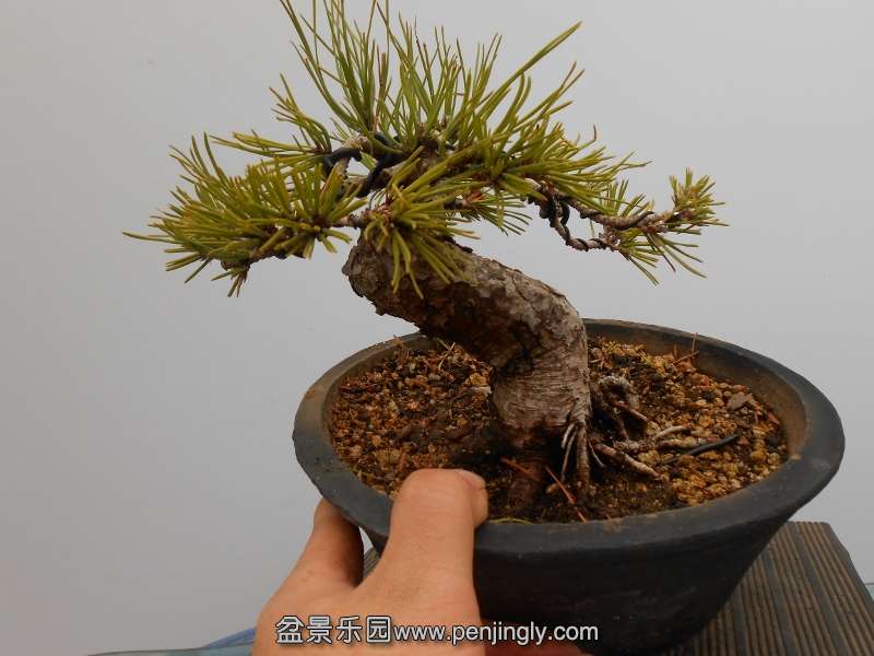 DSCN0784 (800x600).jpg