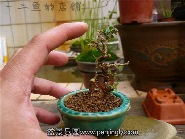 P1170212.jpg