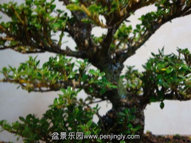 DSC07051.JPG