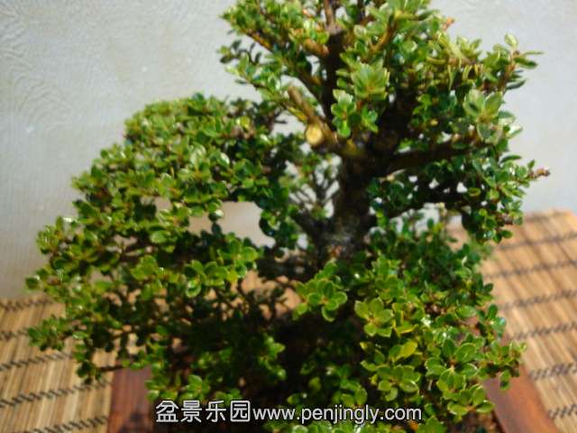 DSC07046.JPG