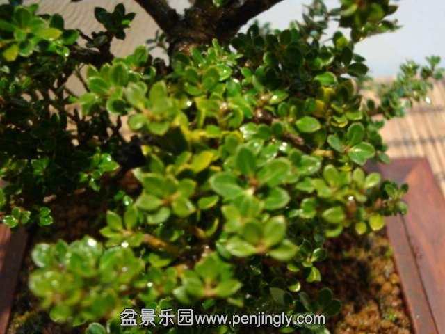 DSC07047.JPG