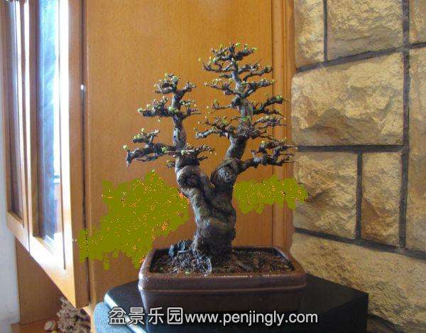 201153nts0st2xx9zy1j79.jpg.thumb.jpg
