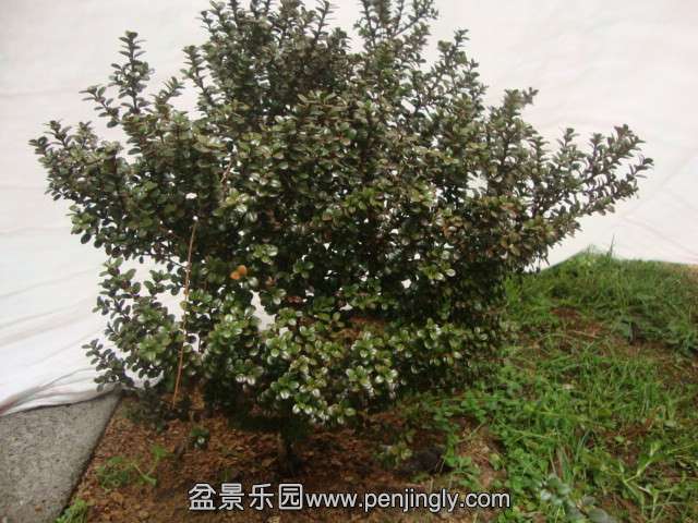 DSC02102_.jpg