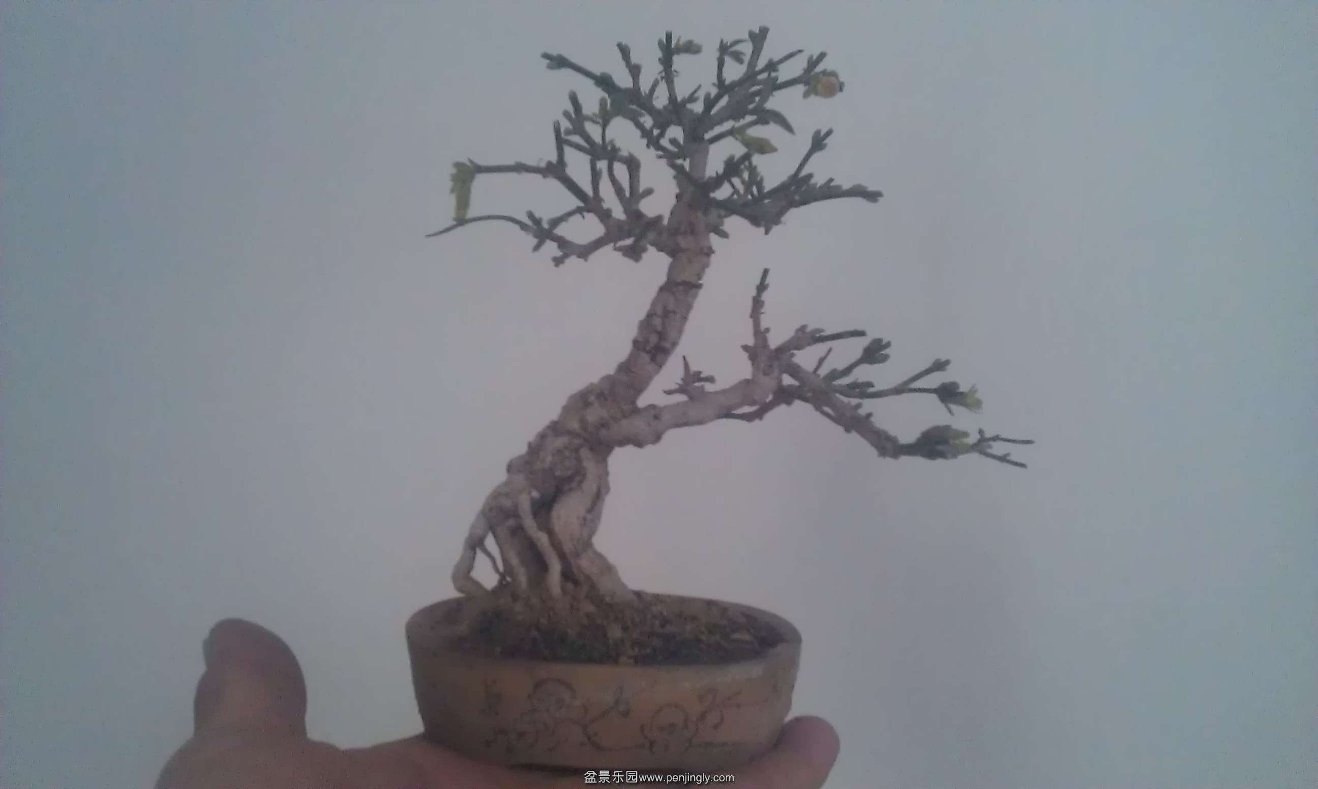IMAG1042.jpg