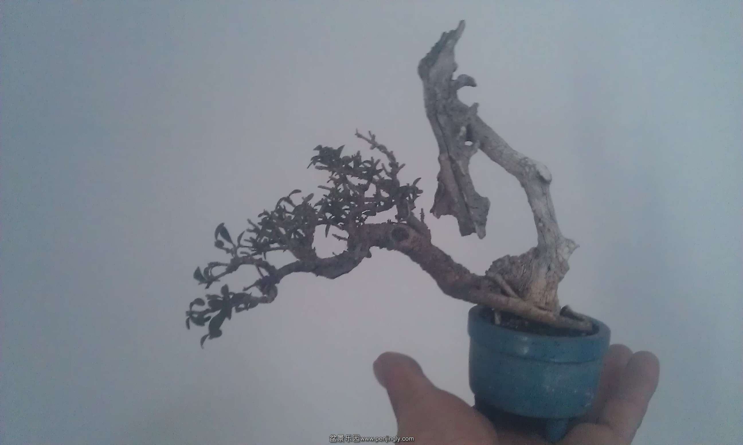 IMAG1045.jpg