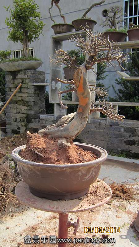 IMG_4595.JPG