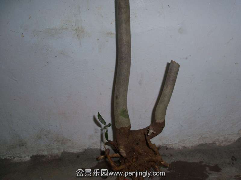 101_8753_.jpg
