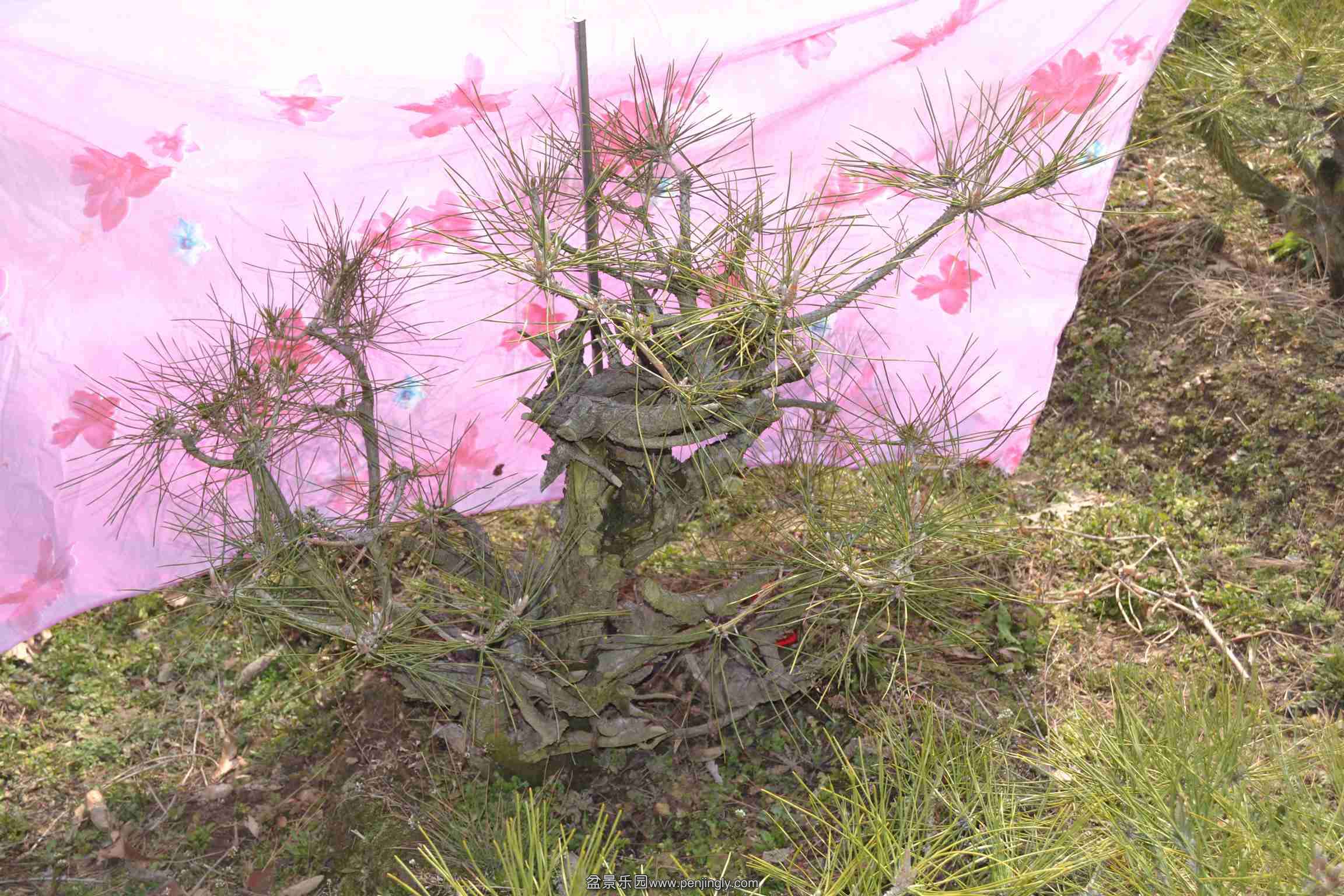 2014-02-20Ժ 036.jpg