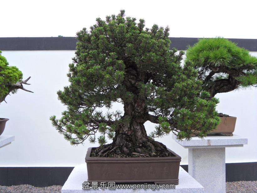 SDC12969.JPG