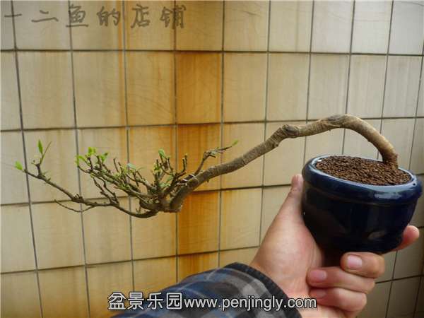 P1170307.JPG