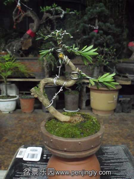 DSCF3290.jpg
