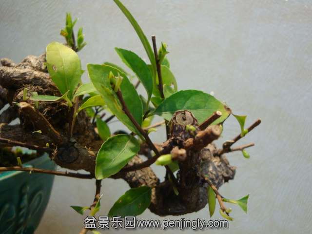 DSC07192.JPG