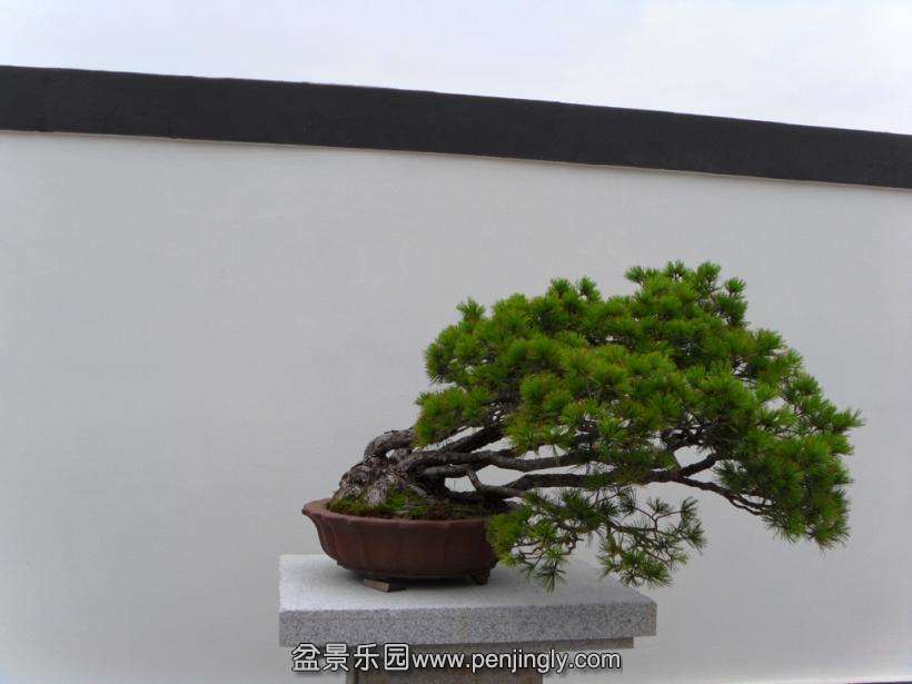 SDC12973.JPG