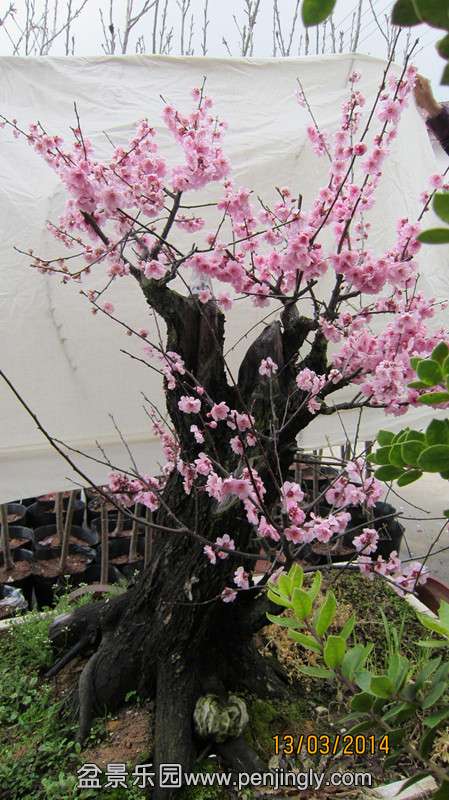 IMG_4610.JPG