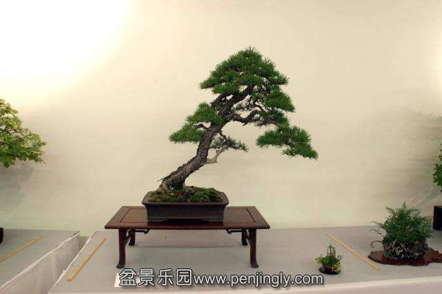 Niemeyer Bonsai Expo 2013 007.jpg