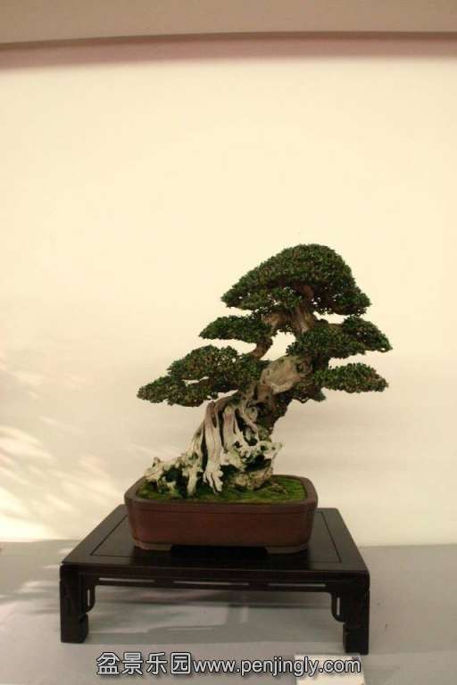 Niemeyer Bonsai Expo 2013 009.jpg