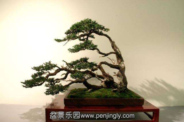 Niemeyer Bonsai Expo 2013 011.jpg