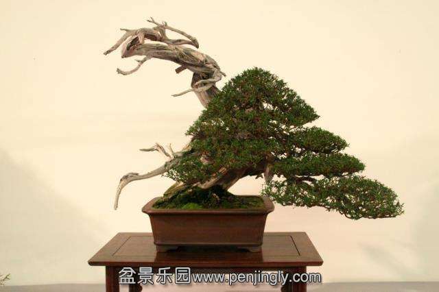 Niemeyer Bonsai Expo 2013 016.jpg