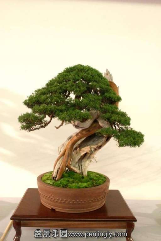 Niemeyer Bonsai Expo 2013 020.jpg