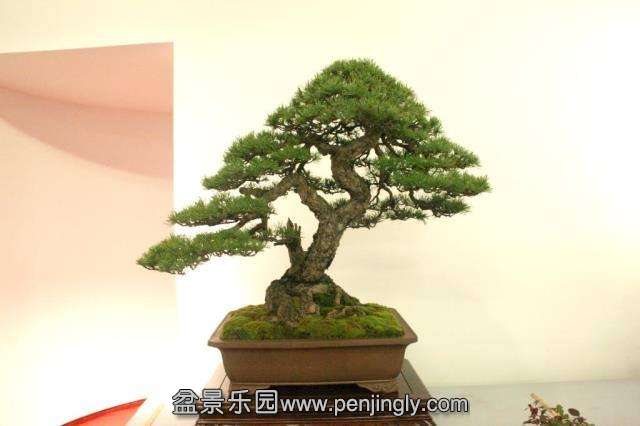 Niemeyer Bonsai Expo 2013 023.jpg
