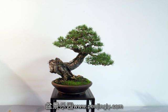 Niemeyer Bonsai Expo 2013 026.jpg