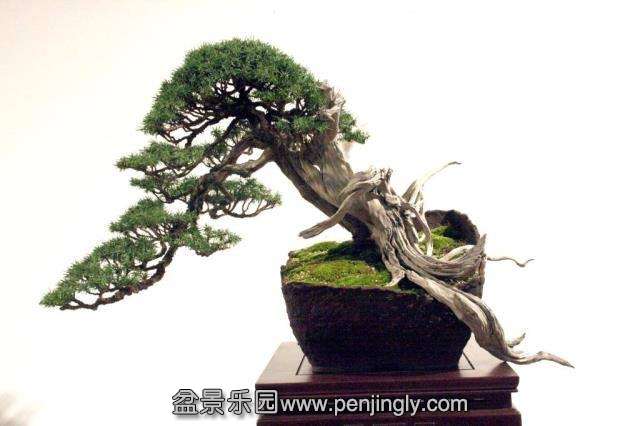 Niemeyer Bonsai Expo 2013 037.jpg