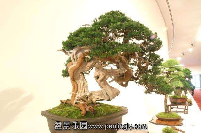 Niemeyer Bonsai Expo 2013 042.jpg