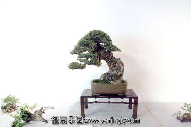 Niemeyer Bonsai Expo 2013 049.jpg
