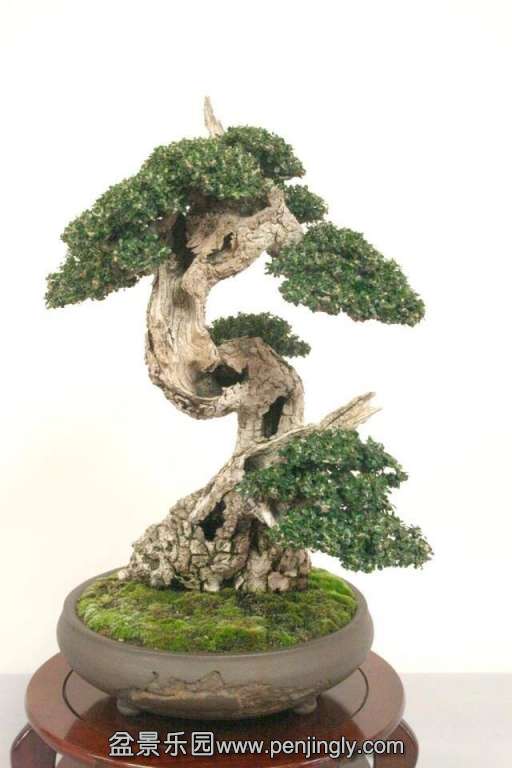 Niemeyer Bonsai Expo 2013 057.jpg